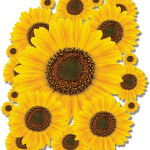 Sunflower Stickers