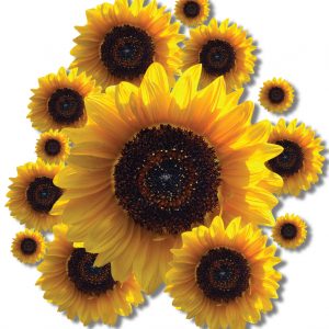 Sunflower Stickers New Design